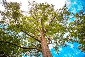 Professional Tree Services in Marshallton, PA