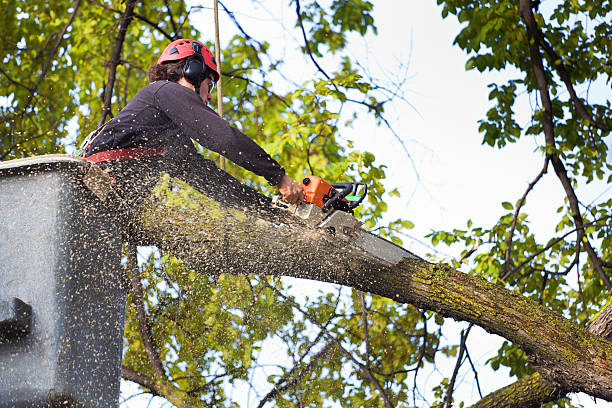 Lawn Watering Services in Marshallton, PA